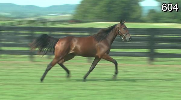 Standard Bred Yearlings